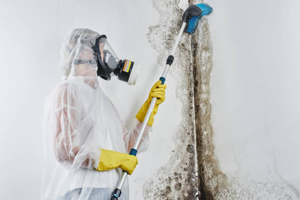 Why You Should Choose Our Mold Remediation Services in Green Tree, PA